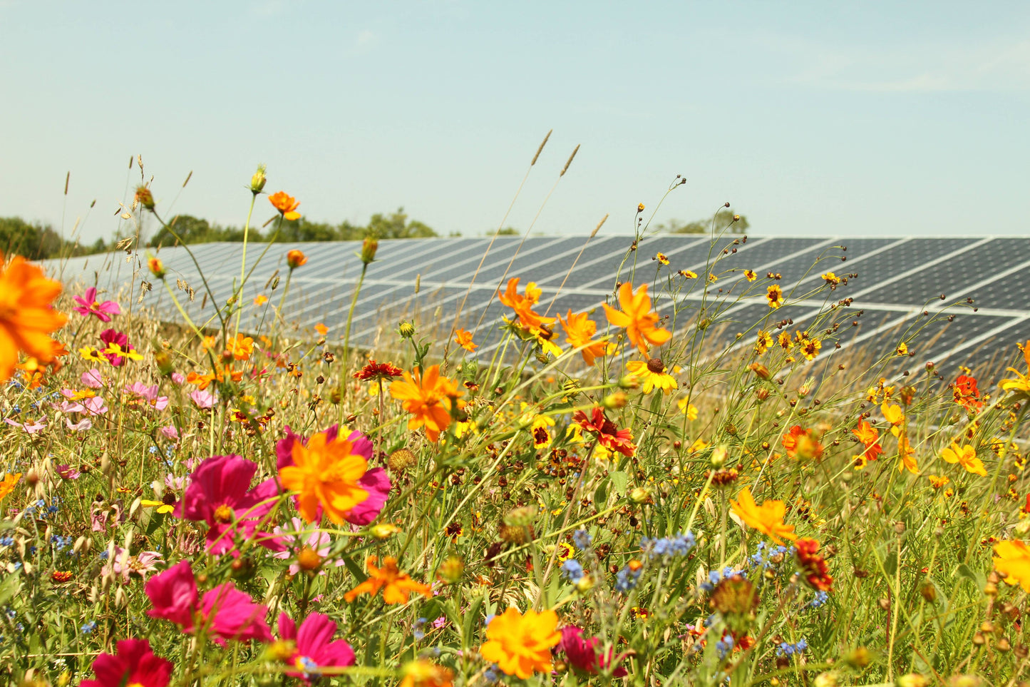 wildflower with solar panels in the distance