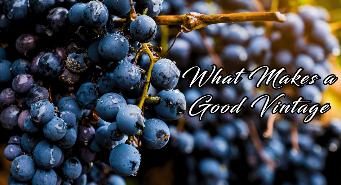 Vineyard grapes with rain droplets